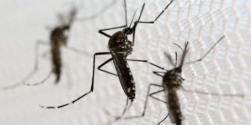 Mosquitoes on net wire screen