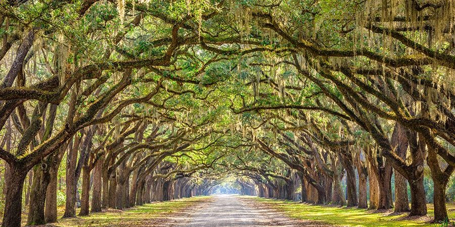 Country road surrounded by Trees