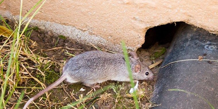 mouse crawling near entrance to house