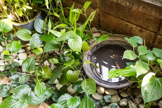 Old container in outdoors stores stagnant water and breeding ground for mosquito