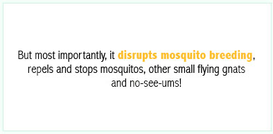 Mosquito breeding