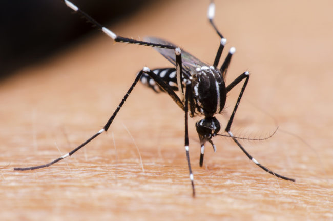 Mosquito