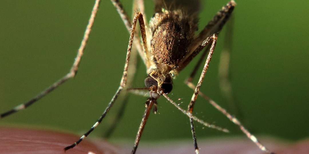 Home Remedies For Mosquito Contro