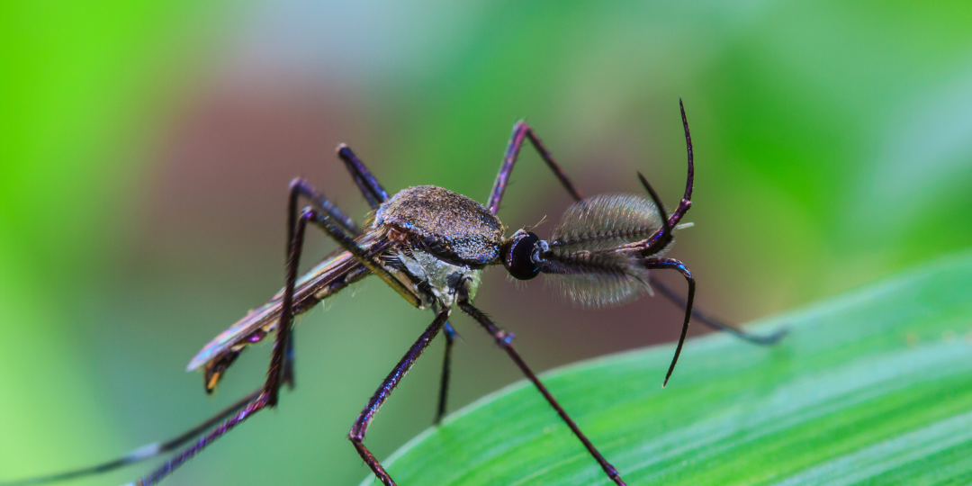 2.Your Guide to a Mosquito-Free Yard with Mosquitonix