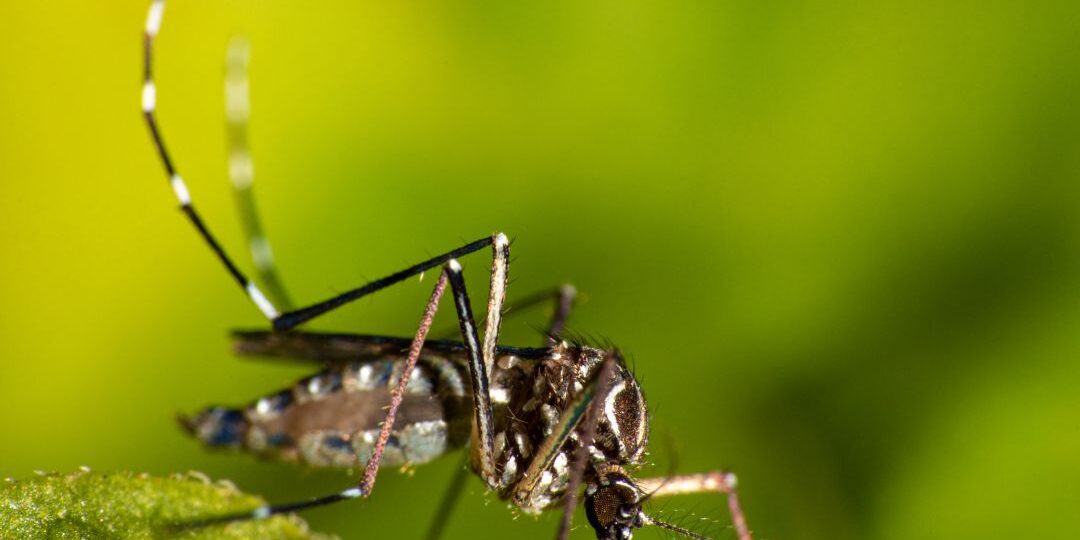 Mosquito treatment company