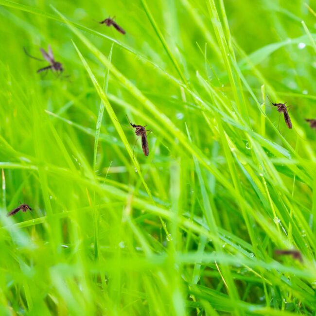 Creating a Pest-Free Sanctuary