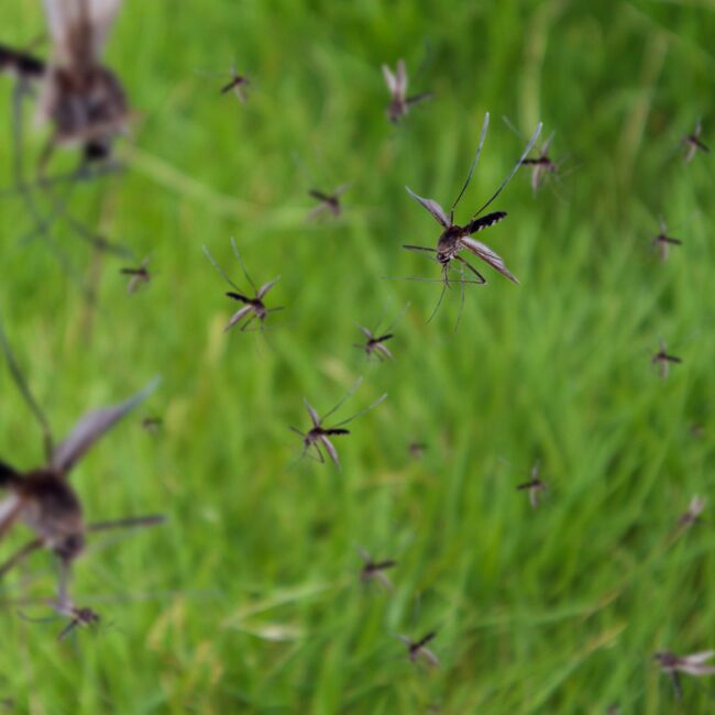 professional mosquito control