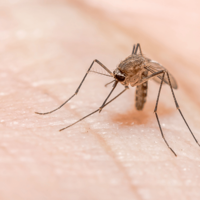 MNX_mosquito